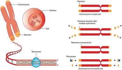 Telomere Length as a Marker of Biological Age: State-of-the-Art, Open Issues, and Future Perspectives